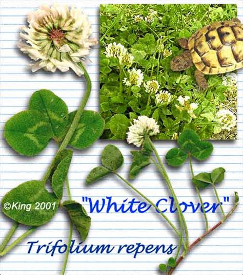 White Clover