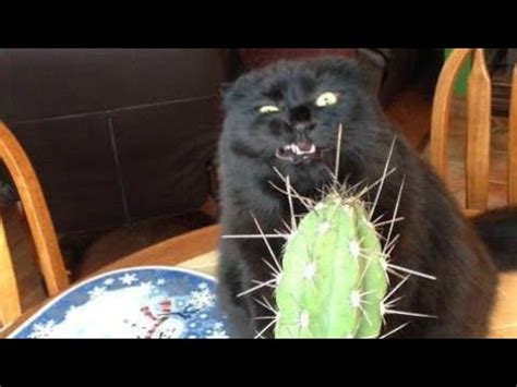 Funny BLACK cat video compilation - It's HARD to Hold your LAUGH | ADEW Pets Centre