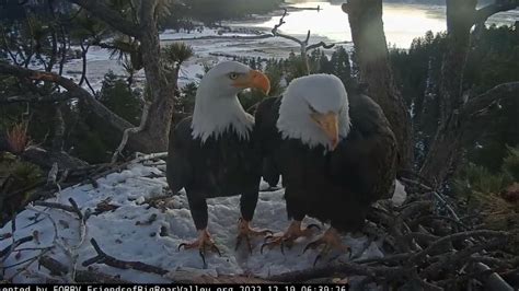 Early morning in the nest Big Bear Bald Eagle Live Nest Cam / Big Bear Bald Eagle Wide View Cam ...