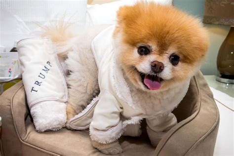 Boo the Pomeranian dead: Famous dog dies after 'his heart literally ...