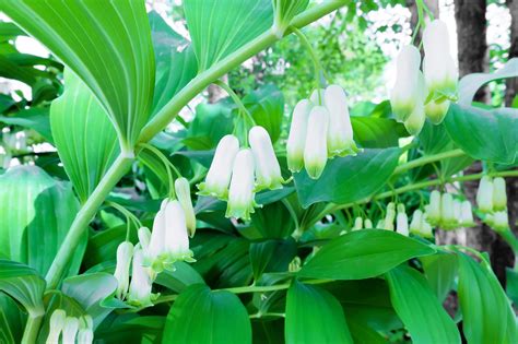 Great Solomons Seal Seeds for Planting (30 Seeds) - Polygonatum ...