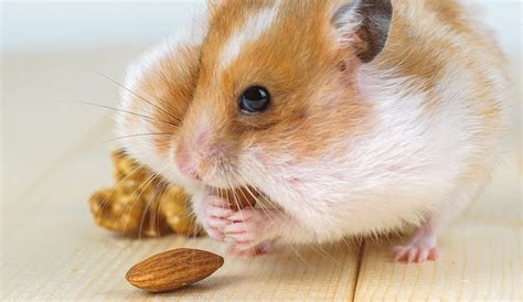 The Very Best Girl Hamster Names For Your New Furry Friend