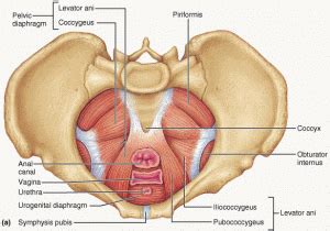 The Significance of Pelvic Floor Muscle Dysfunction