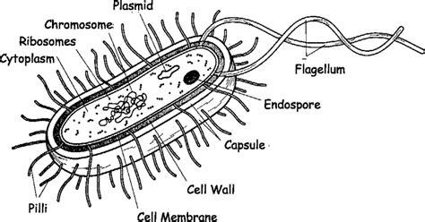 The schematic diagram of bacterial cell structure. | Download Scientific Diagram