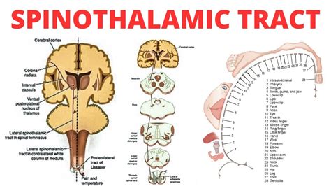 Spinothalamic Tract Diagram