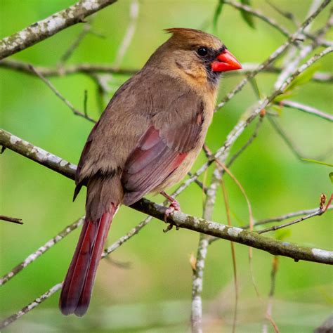 Female cardinal in Louisiana : birding