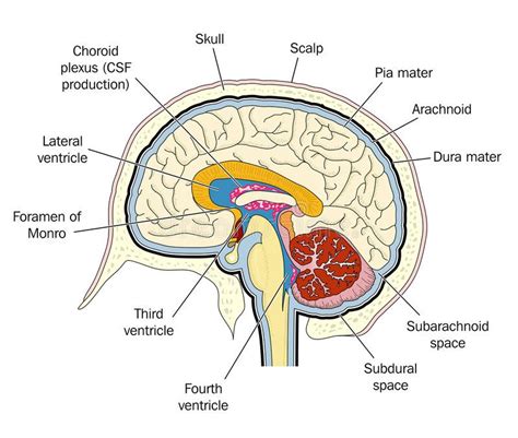 Ventricles of the brain. Image showing human brain within the skull ...