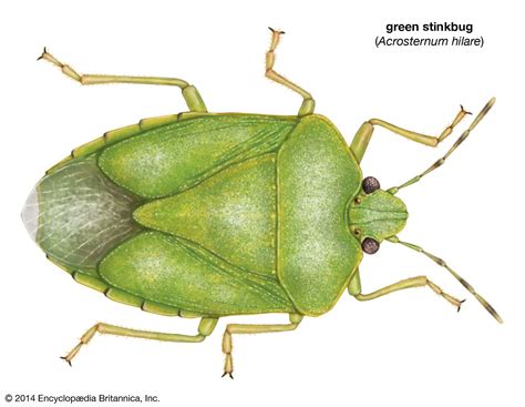 Green stinkbug | insect | Britannica