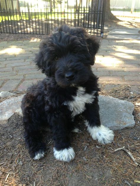 Schnoodle (Schnauzer-Poodle Mix) Info, Puppies, Temperament, Pictures ...