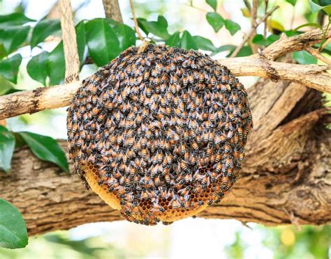 Honeycomb stock image. Image of close, agriculture, apiarist - 65843827