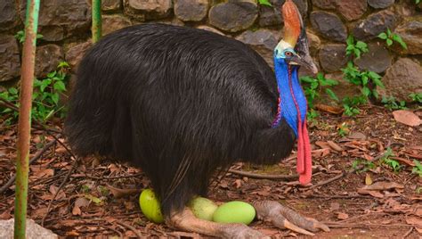 Cassowaries May Have Been Domesticated Before Chickens By Brave (Or Foolish) Humans | IFLScience