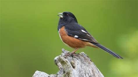 6 Types Of Towhee Birds & Eastern Towhee Identification