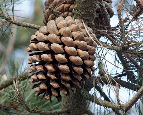 Cone of a Monterey pine (Pinus radiata). Grown for both lumber and pulp ...