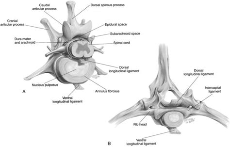 Canine Spinal Anatomy - Anatomy Book