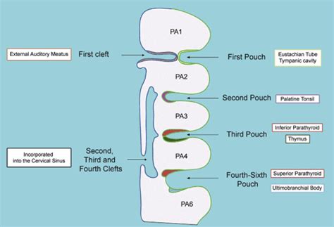 Figure 1 from The pharyngeal pouches and clefts: Development, evolution ...