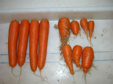 Chemical control of nematodes in carrots | Agriculture and Food