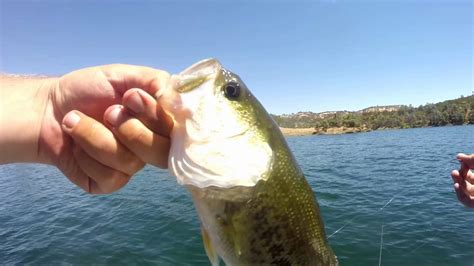 Lake Pardee Fishing is Awesome August Mix Bass Covering Water Fast ...