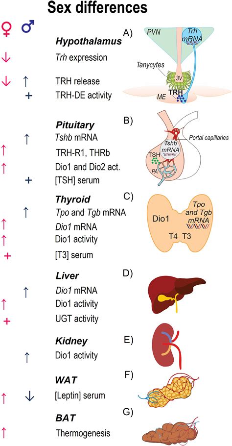 Hypothalamus And Pituitary Gland Axis