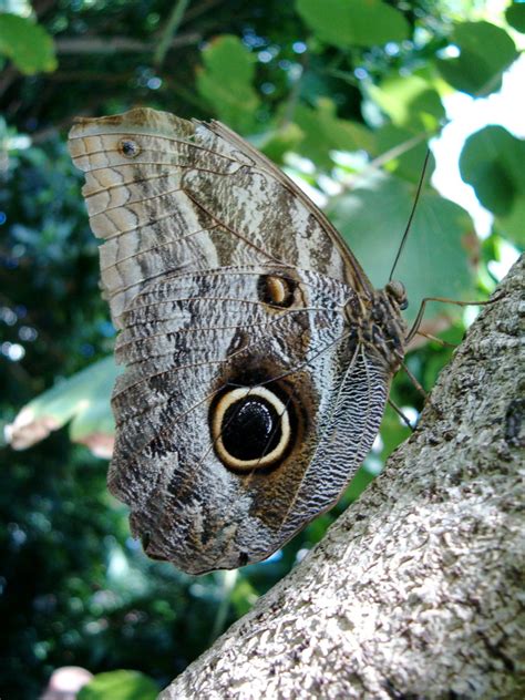 The Owl Butterfly - Facts and Interesting Information | HubPages