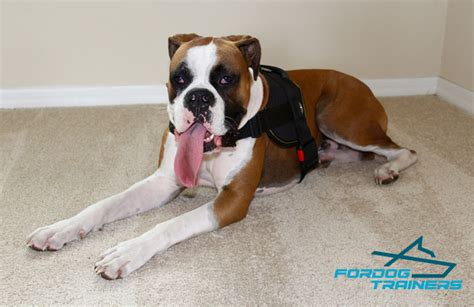 Shop for Boxer Dog Harness| Nylon Harness for Walking & Training [H6]