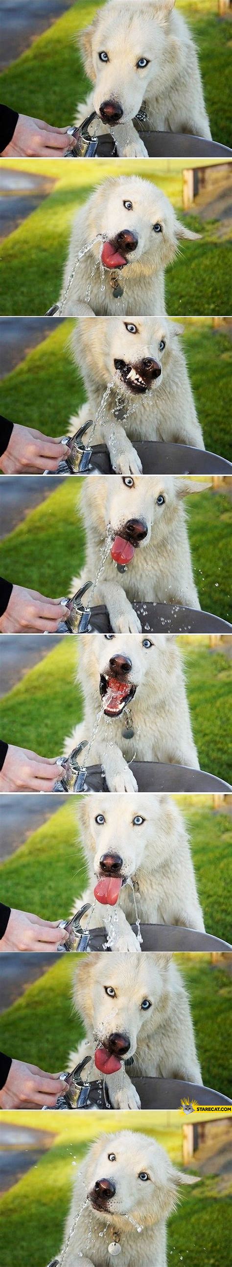 Cute dog drinking water | StareCat.com