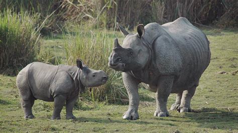 Kaziranga National Park’s rhino population rises by 12 in 3 years | Latest News India ...