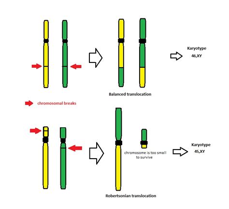 Translocation - WikiLectures