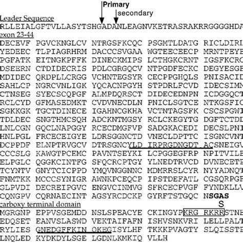 Domain structure of fibrillin-1 and expression constructs. Diagram ...