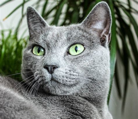 Grey Cat Breeds: A Look At Popular Grey Cats - Litter-Robot - NetViet Review