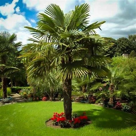 Windmill Palm | Palm trees landscaping, Landscape trees, Palm trees garden