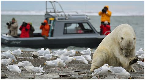 Polar Bear Viewing & Photo Tour Photos - Wild Alaska Travel