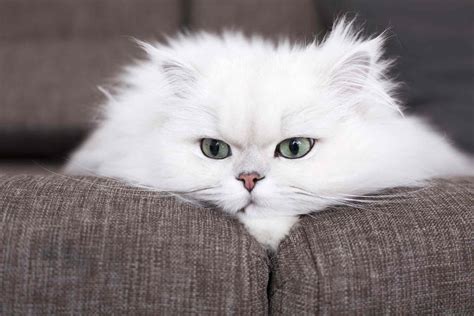 15 Best Adorable Names for Persian Cats
