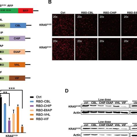 (PDF) A recombinant chimeric protein specifically induces mutant KRAS degradation and potently ...