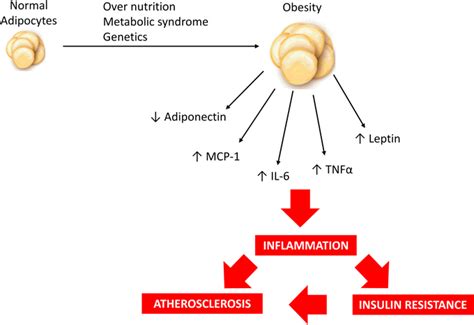 Frontiers | Adipokines, diabetes and atherosclerosis: an inflammatory ...