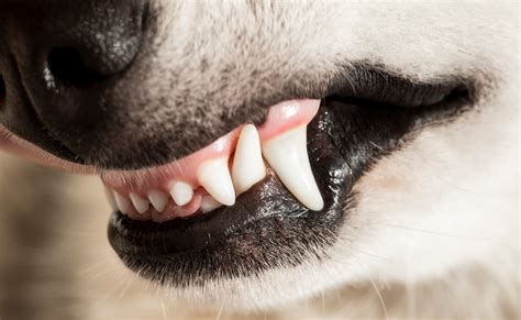 What Causes A Dogs Gums To Turn White