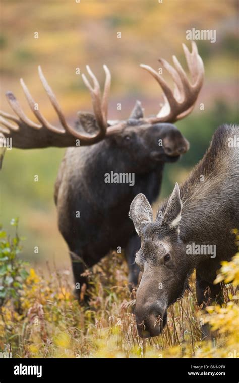 Moose cow and bull moose exhibiting courtship behavior, Powerline Pass ...