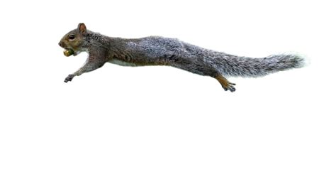 Squirrel PNG Images Transparent Background | PNG Play