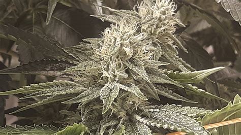 Casper OG (Archive Seed Bank) :: Cannabis Strain Info