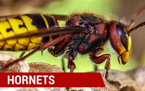 Wasp & Hornet Identification | How to identify types of common wasps