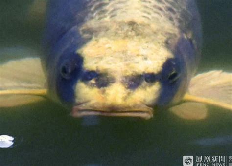 WATCH: Is Carp Fish WIth Human Face Video Real?