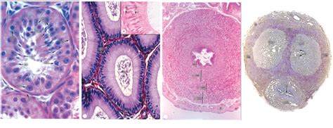 Histology of Male Reproductive System Diagram | Quizlet