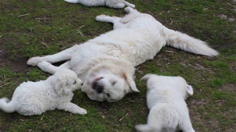 Polish Tatra Sheepdog - Temperament, Lifespan, Shedding, Puppy