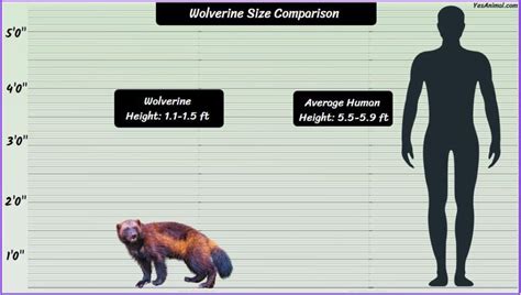 Wolverine Animal Size: How Big Are They Compared To Others?