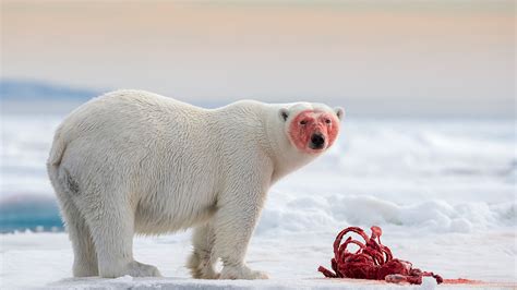 How Joshua Holko became a polar wildlife photographer | Professional ...