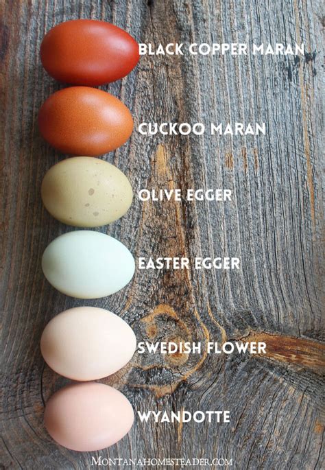 Chicken breeds for a colorful rainbow of eggs