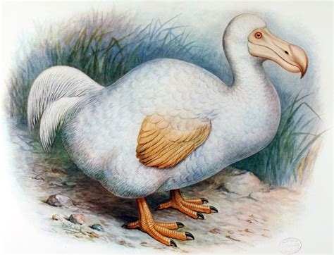 The Smart, Agile, and Completely Underrated Dodo Bird - The Atlantic