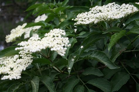 Elders for hay fever, sunburn, jellies, jams, to repel flies and even to make champagne - Penny ...