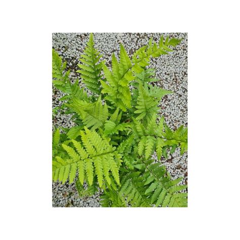 Dryopteris filix-mas