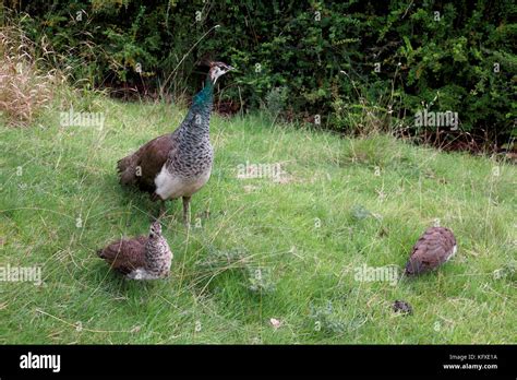 A female peacock, called a peahen, with two chicks called peachicks ...