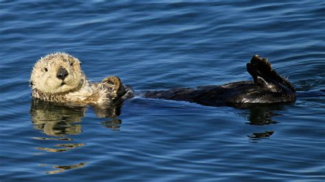 $10,000 reward offered in fatal shooting of 3 sea otters along Santa ...